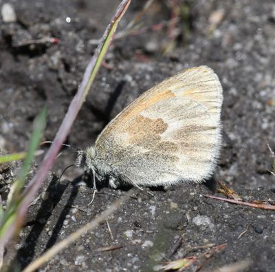 Ochre Ringlet: Coenonympha tullia