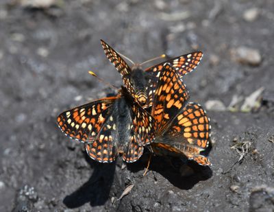 Anicia Checkerspot: Euphydryas anicia and Northern Checkerspot: Chlosyne palla