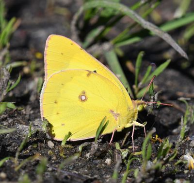 Sulphur, Eriphyle's