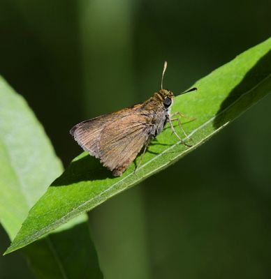 Dun Skipper: Euphyes vestris