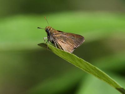 Dun Skipper: Euphyes vestris