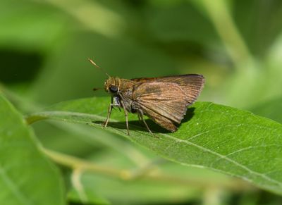 Dun Skipper: Euphyes vestris