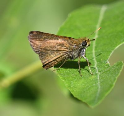 Dun Skipper: Euphyes vestris