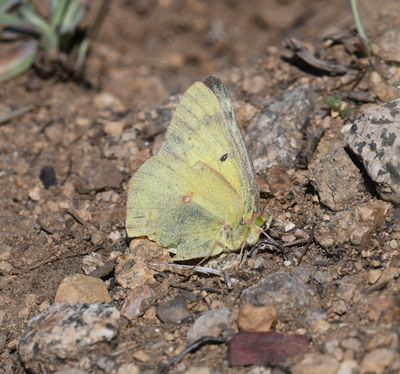 Orange Sulphur: Colias eurytheme