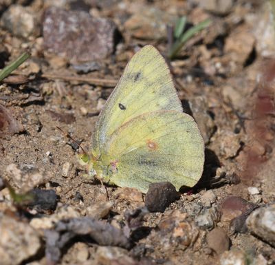 Orange Sulphur: Colias eurytheme