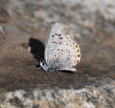 Lupine Blue: Icaricia lupini