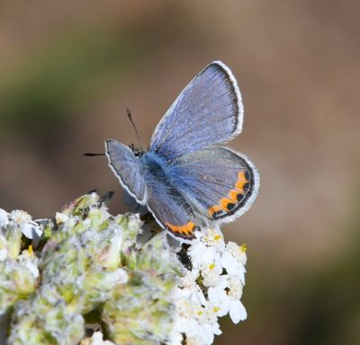 Lupine Blue: Icaricia lupini