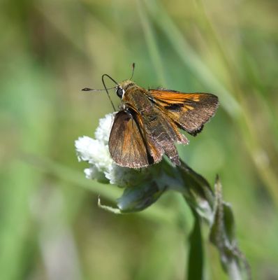Tawny-edged Skipper: Polites themistocles