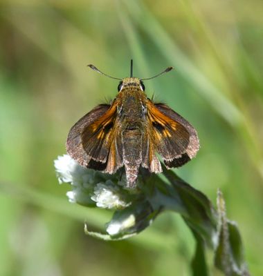 Tawny-edged Skipper: Polites themistocles