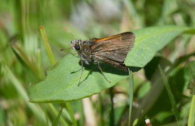 Tawny-edged Skipper: Polites themistocles