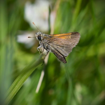 Tawny-edged Skipper: Polites themistocles
