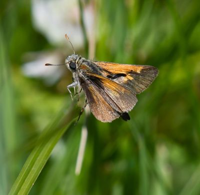 Tawny-edged Skipper: Polites themistocles
