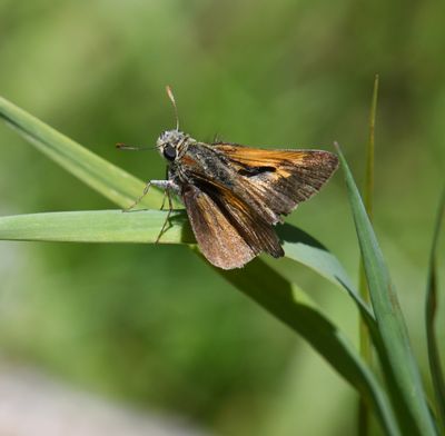 Tawny-edged Skipper: Polites themistocles
