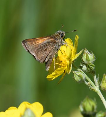 Tawny-edged Skipper: Polites themistocles