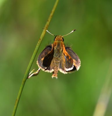 Tawny-edged Skipper: Polites themistocles