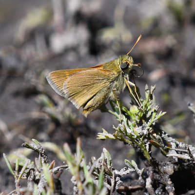 Tawny-edged Skipper: Polites themistocles