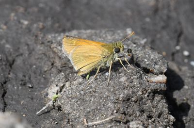 Tawny-edged Skipper: Polites themistocles