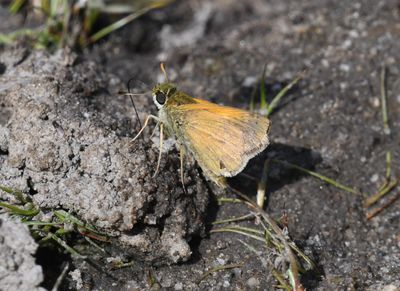 Tawny-edged Skipper: Polites themistocles
