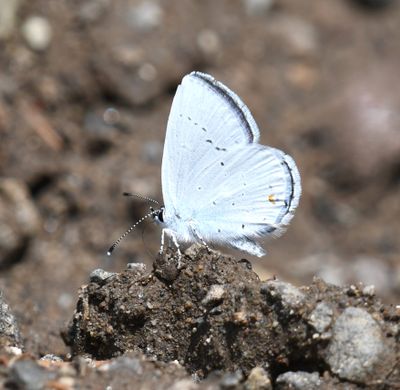 Western Tailed Blue: Cupido amyntula