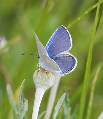 Western Tailed Blue: Cupido amyntula