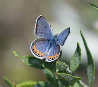Lupine Blue: Icaricia lupini