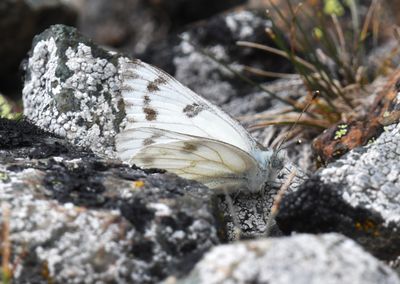 Western White: Pontia occidentalis