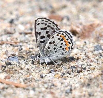 Cascadia Blue: Euphilotes heracleoides