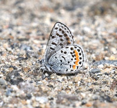 Cascadia Blue: Euphilotes heracleoides