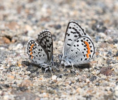 Cascadia Blue: Euphilotes heracleoides