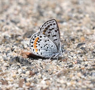 Cascadia Blue: Euphilotes heracleoides