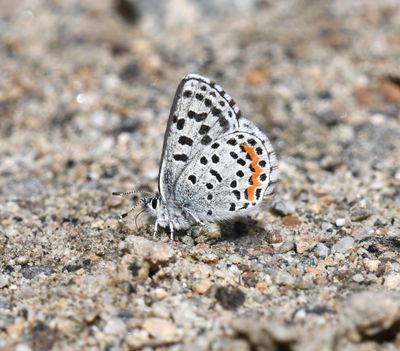 Cascadia Blue: Euphilotes heracleoides