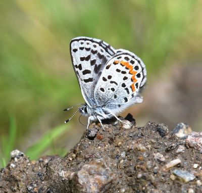 Cascadia Blue: Euphilotes heracleoides