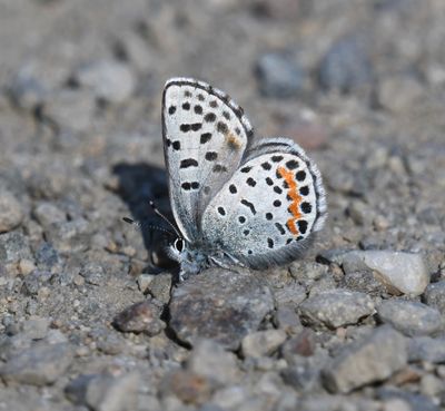 Cascadia Blue: Euphilotes heracleoides