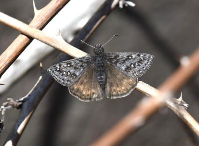 Propertius Duskywing: Erynnis propertius