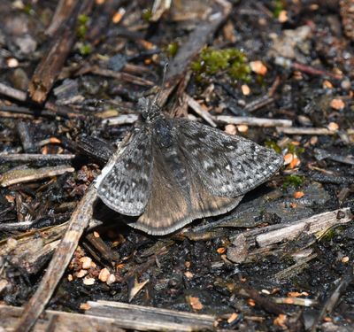 Propertius Duskywing: Erynnis propertius