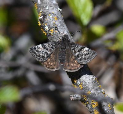 Propertius Duskywing: Erynnis propertius