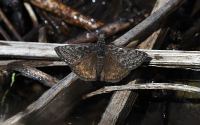 Propertius Duskywing: Erynnis propertius