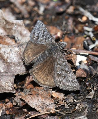 Propertius Duskywing: Erynnis propertius