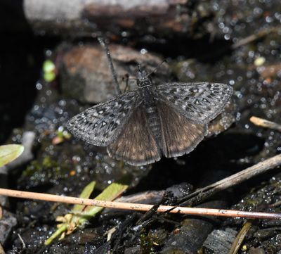 Propertius Duskywing: Erynnis propertius