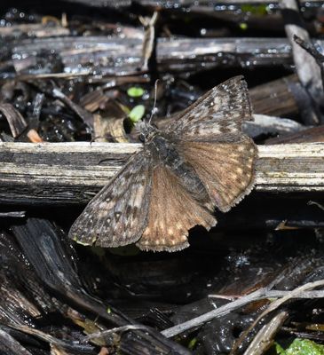 Propertius Duskywing: Erynnis propertius