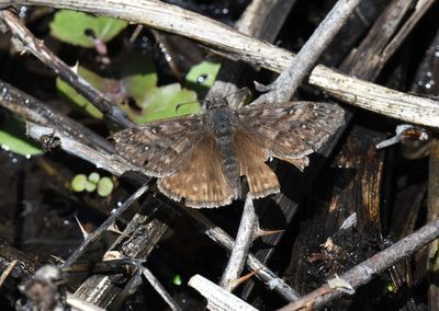 Propertius Duskywing: Erynnis propertius