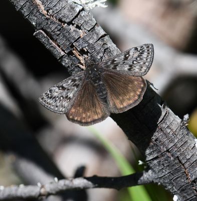Propertius Duskywing: Erynnis propertius