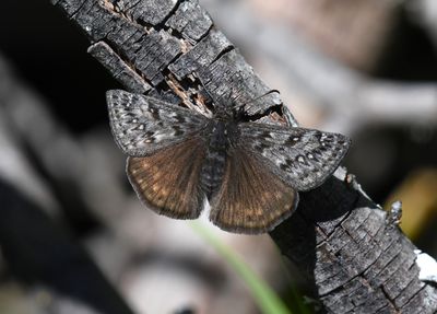 Propertius Duskywing: Erynnis propertius