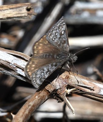 Propertius Duskywing: Erynnis propertius