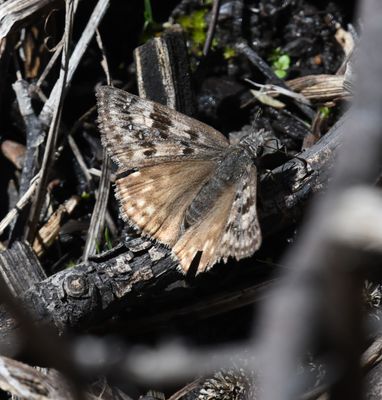 Propertius Duskywing: Erynnis propertius