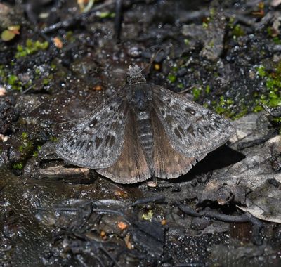 Propertius Duskywing: Erynnis propertius