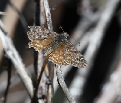 Propertius Duskywing: Erynnis propertius
