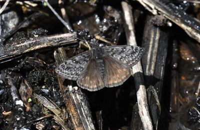 Propertius Duskywing: Erynnis propertius