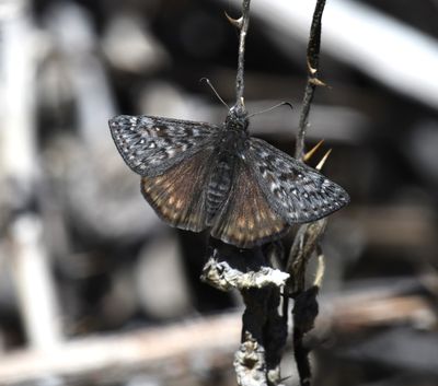 Propertius Duskywing: Erynnis propertius
