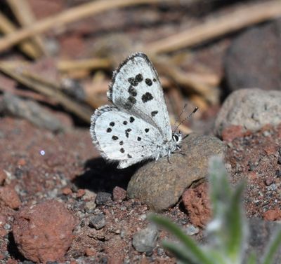 Leona's Little Blue: Philotiella leona